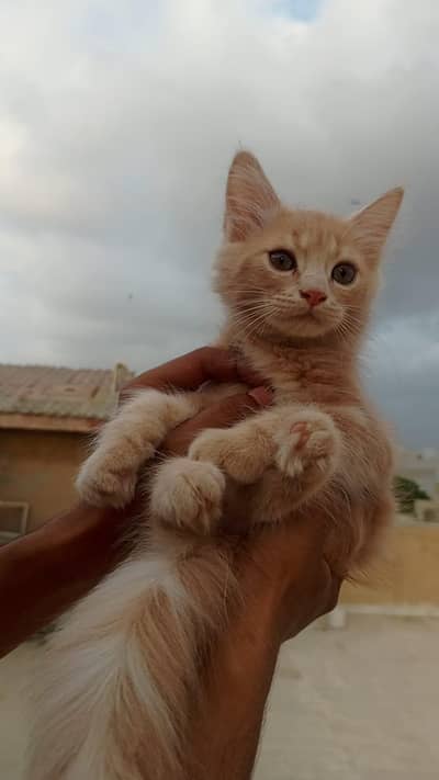 Persion kitten available for sale