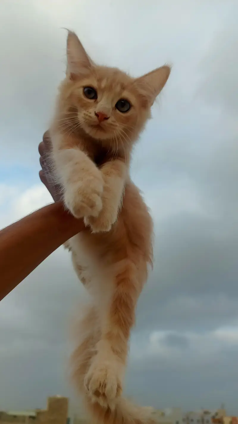 Persion kitten available for sale — photo 2