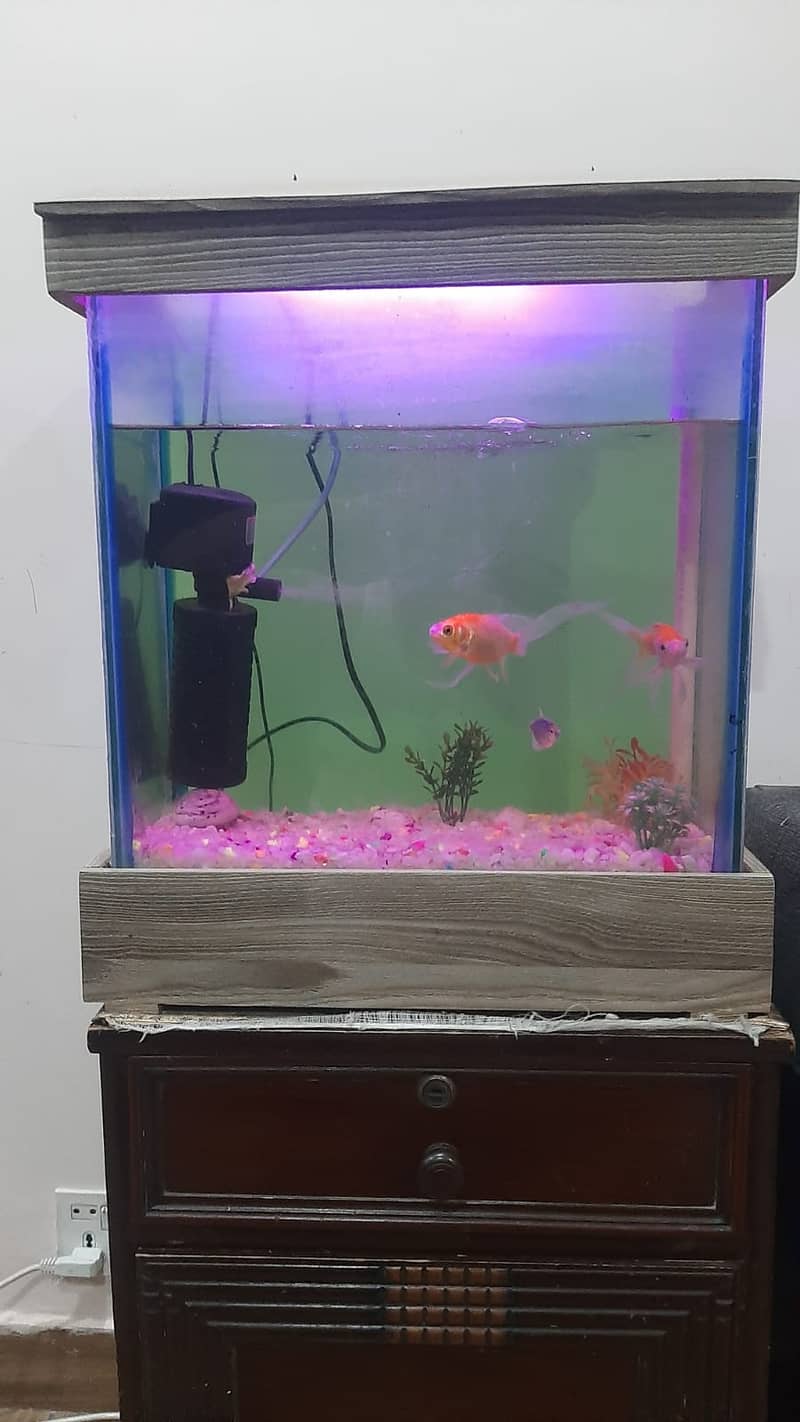 Fish Aquarium Complete set 0