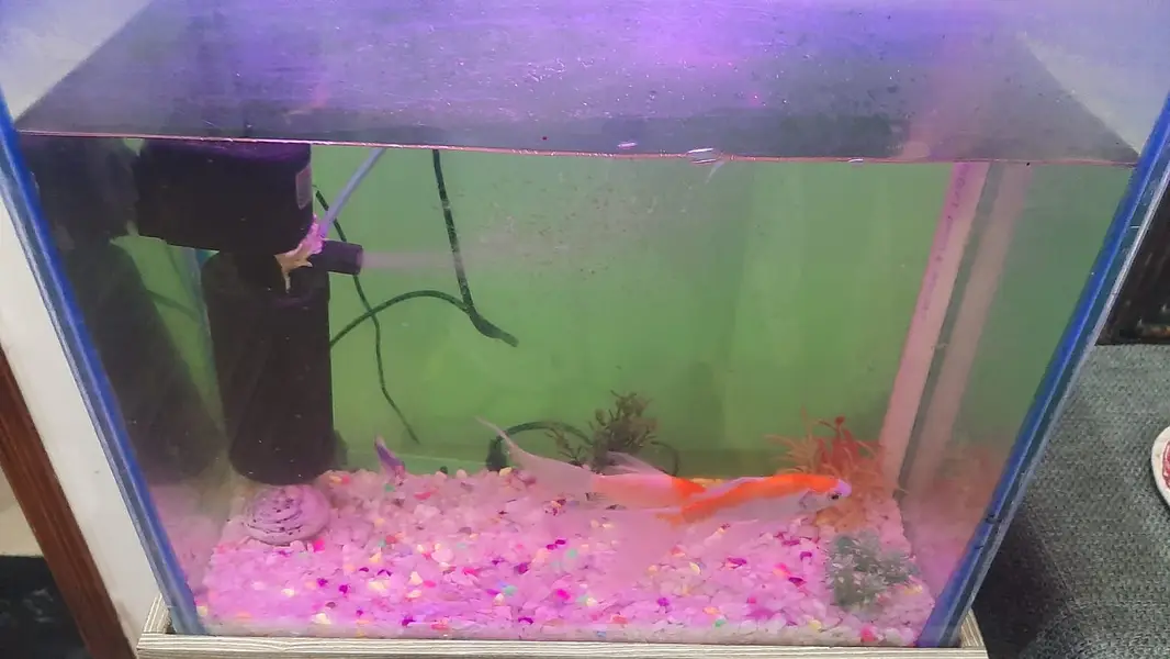 Fish Aquarium Complete set — photo 2