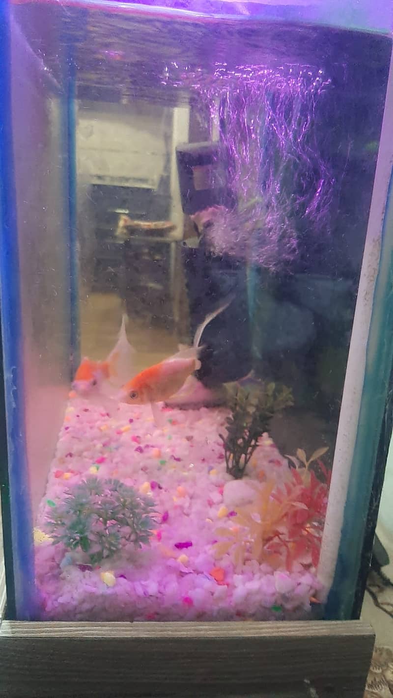Fish Aquarium Complete set 3