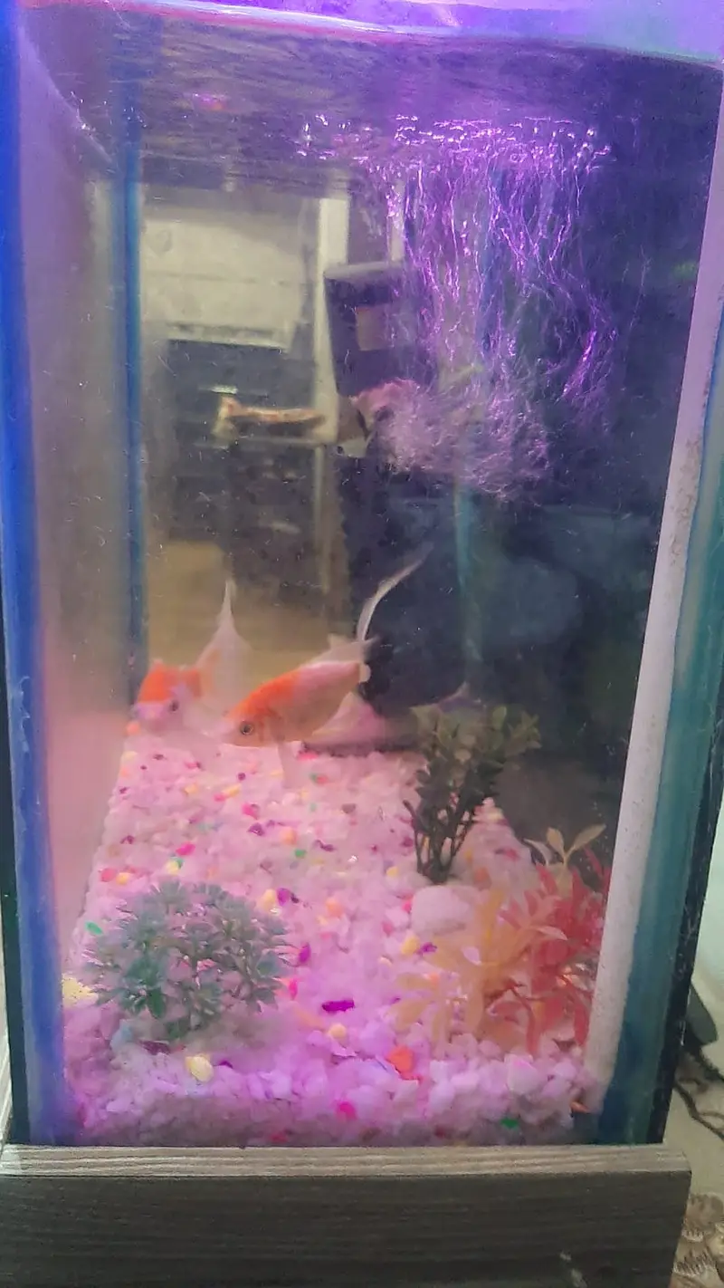 Fish Aquarium Complete set — photo 4