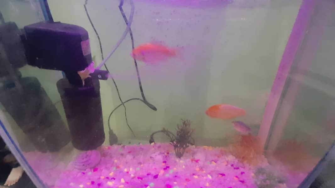 Fish Aquarium Complete set 5