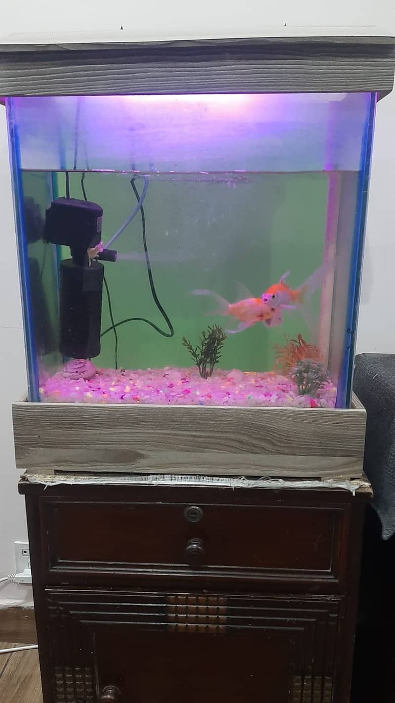 Fish Aquarium Complete set 6
