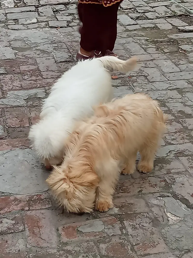 poodles pair vaccinated pedigree with chips and papers — photo 3