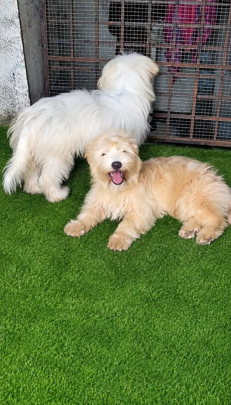 poodles pair vaccinated pedigree with chips and papers — photo 6