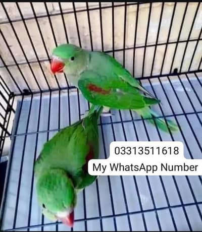 kashmiri Rai parrot for sale