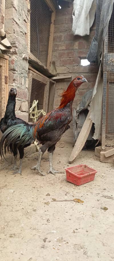 Thai Dragon chicks