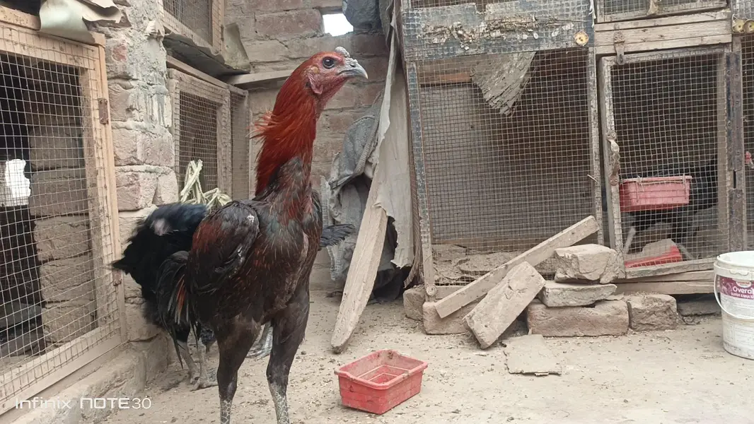 Thai Dragon chicks — photo 2