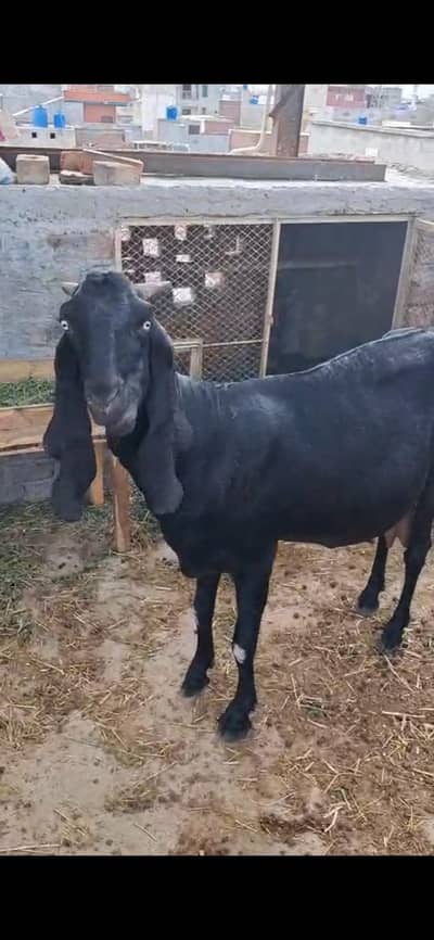 desi bakri