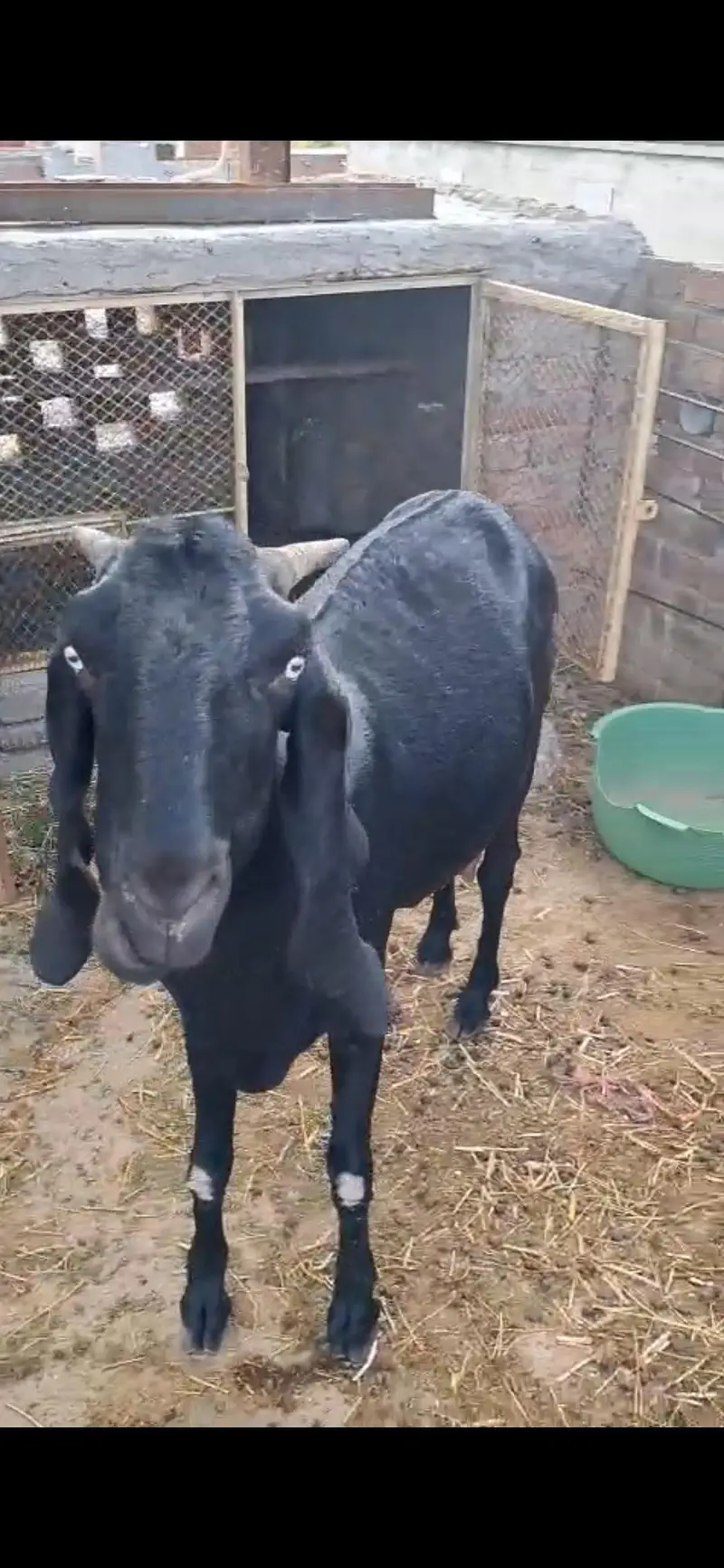 desi bakri — photo 2