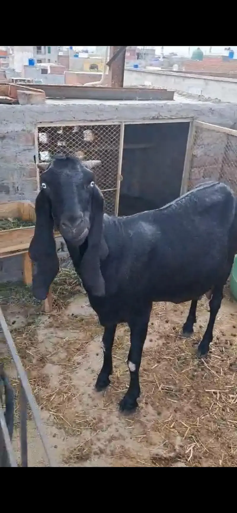 desi bakri — photo 3