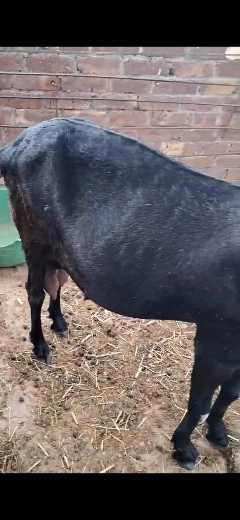 desi bakri — photo 4