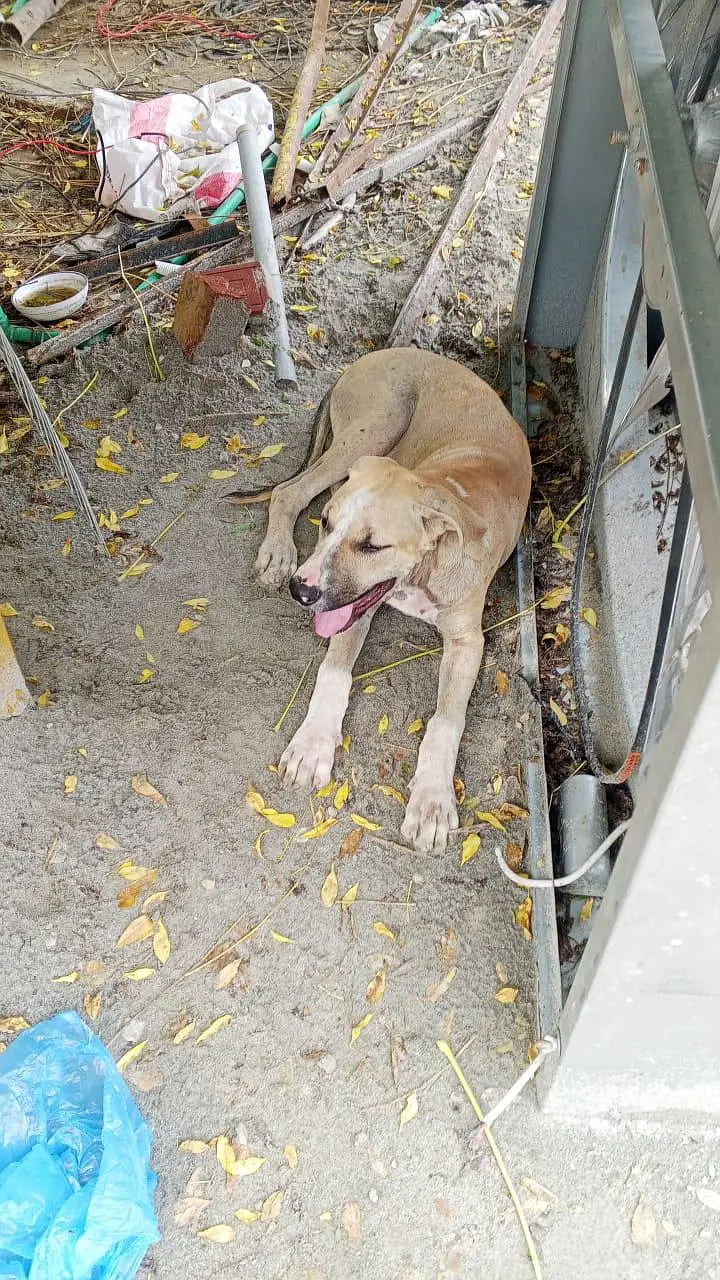 American bulli dogs — photo 4