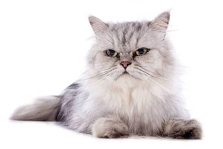 pure Himalayan female cat