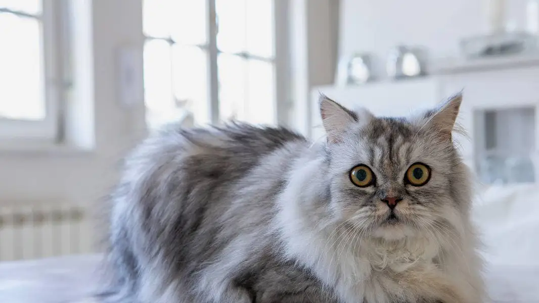 pure Himalayan female cat — photo 2