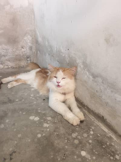 male cate for sale Russian cat 03079496037