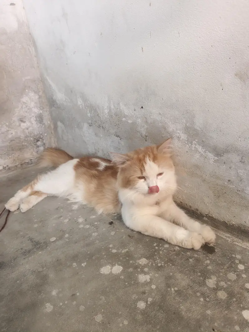 male cate for sale Russian cat 03079496037 — photo 2