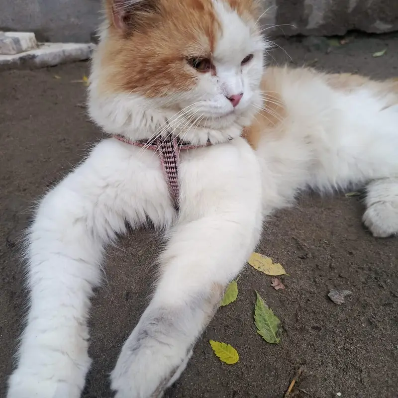 male cate for sale Russian cat 03079496037 — photo 3