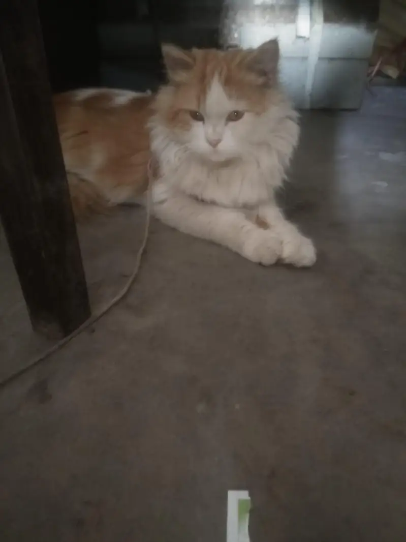 male cate for sale Russian cat 03079496037 — photo 4