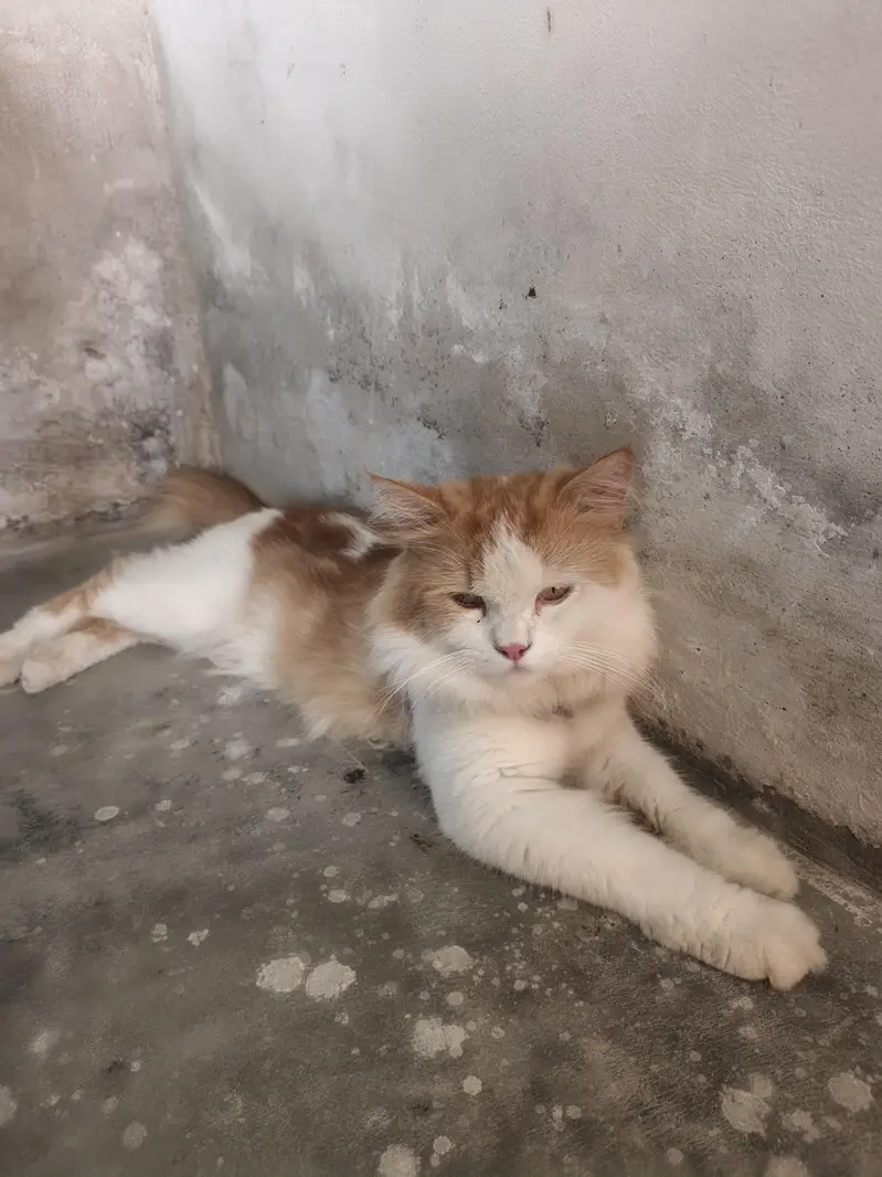 male cate for sale Russian cat 03079496037 — photo 5