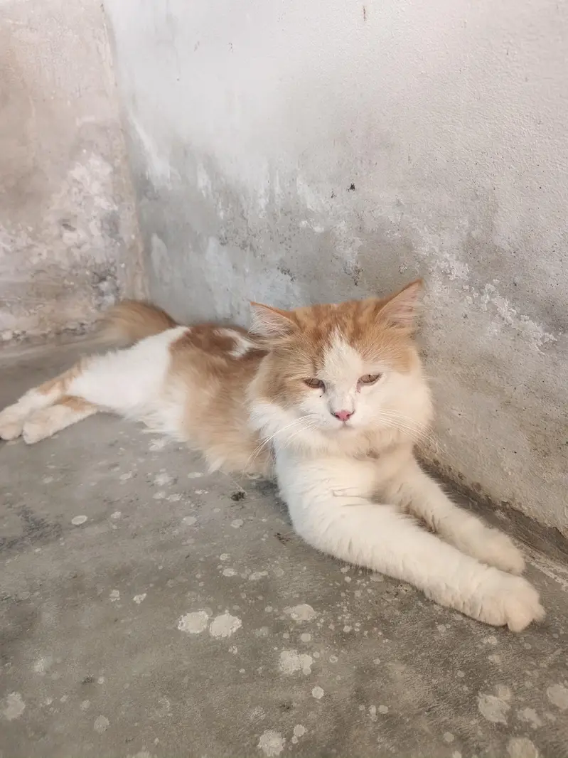 male cate for sale Russian cat 03079496037 — photo 6