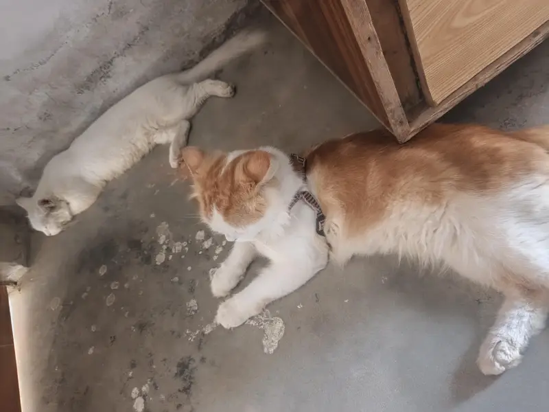 male cate for sale Russian cat 03079496037 — photo 7