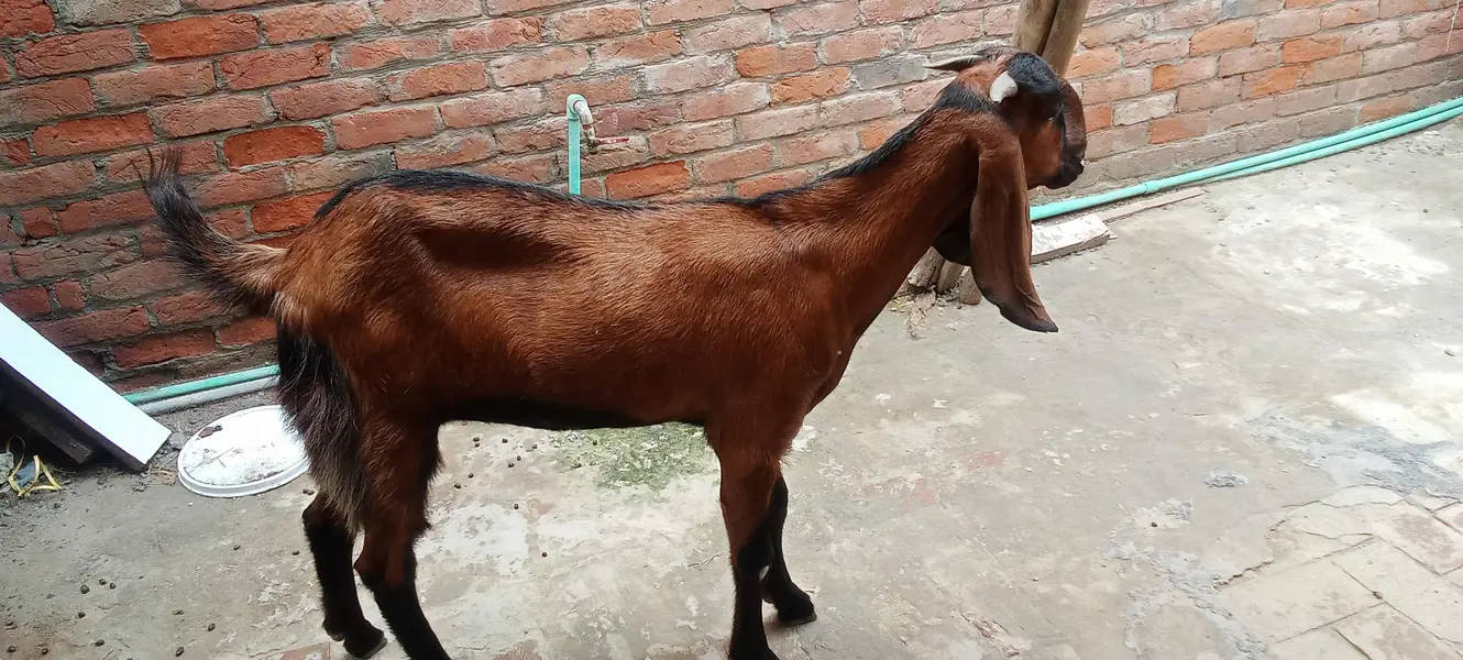 2 dant ha fresh — photo 2