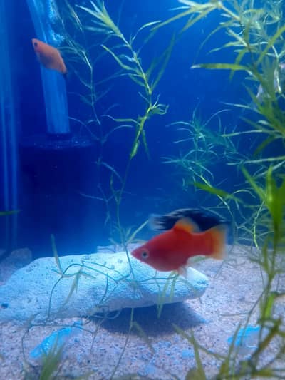 Guppies/ molly Fish for Sela 03054090781