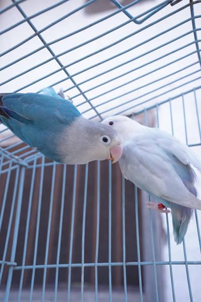 blue palefallow into blue split plaefallow ns_ringed dna female breedr