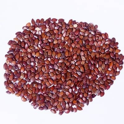 subabul seeds.  Leucaena leucocephala