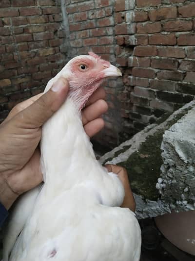Heera Aseel  femail available for sale