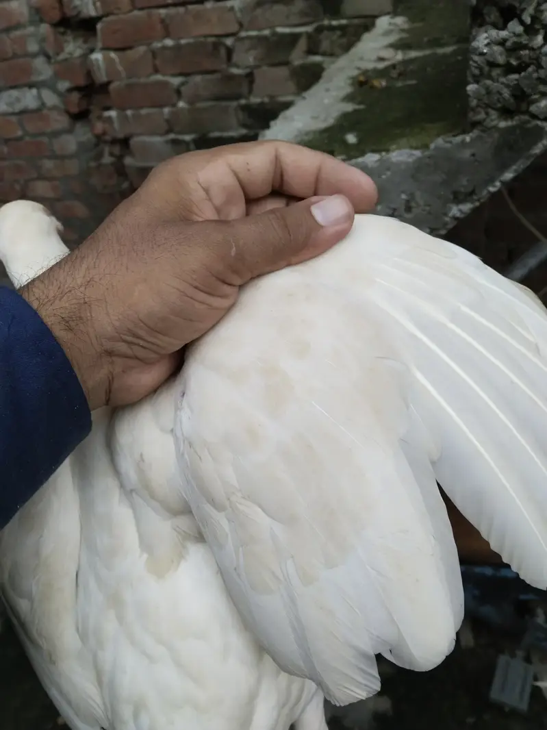 Heera Aseel  femail available for sale — photo 2