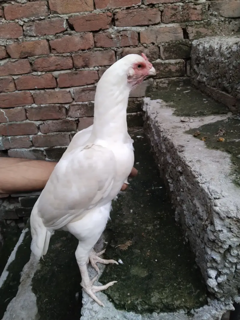 Heera Aseel  femail available for sale — photo 4