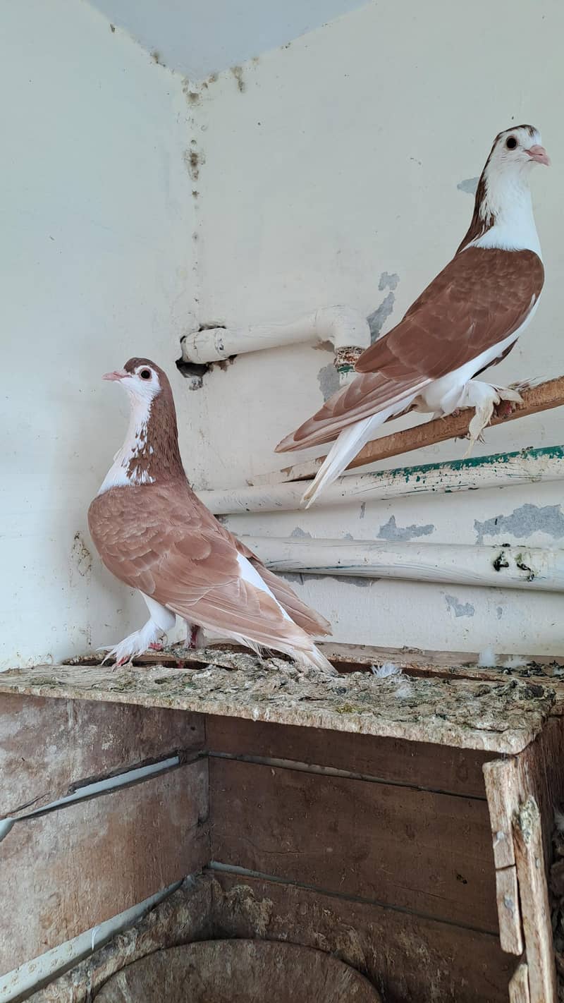 Fancy  pigeons 0