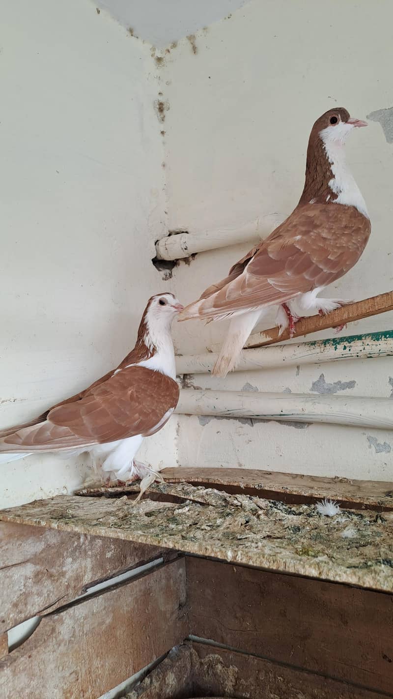 Fancy  pigeons 1