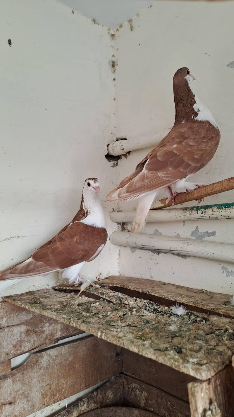 Fancy  pigeons 2