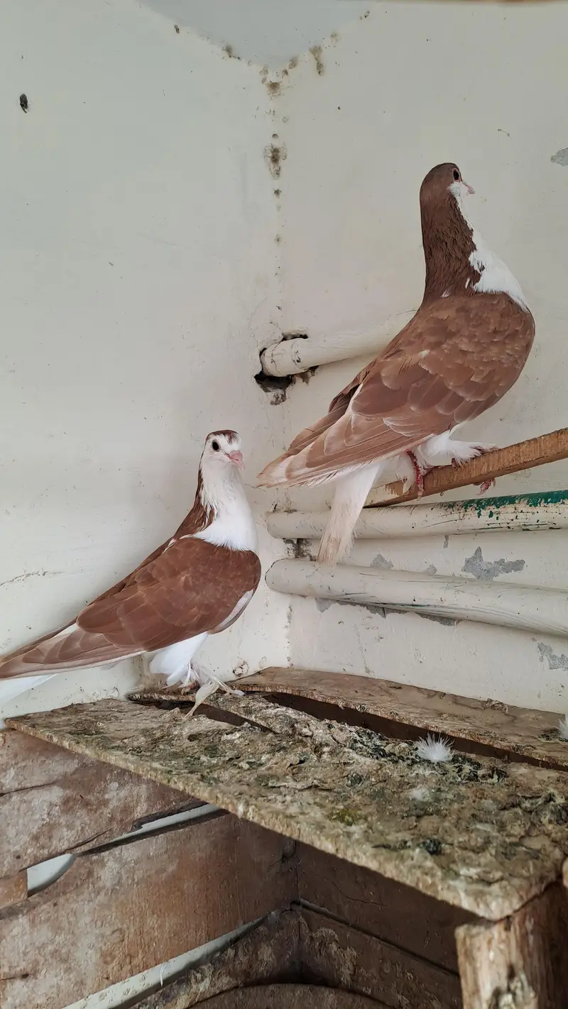 Fancy  pigeons — photo 3