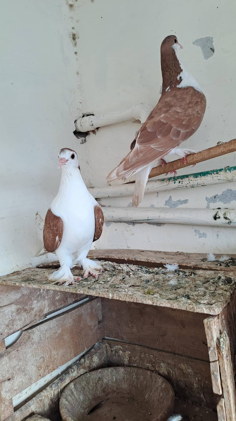 Fancy  pigeons 3