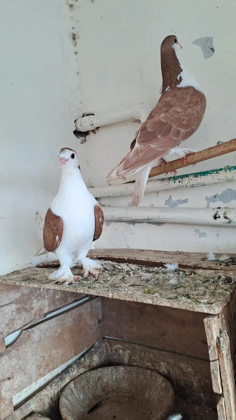 Fancy  pigeons — photo 4
