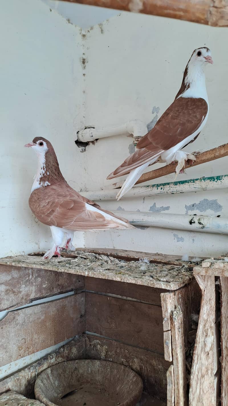 Fancy  pigeons 4