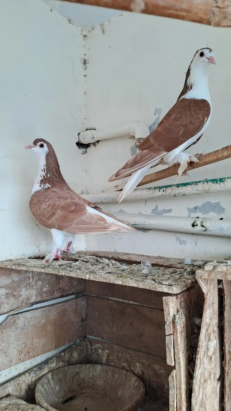 Fancy  pigeons — photo 5