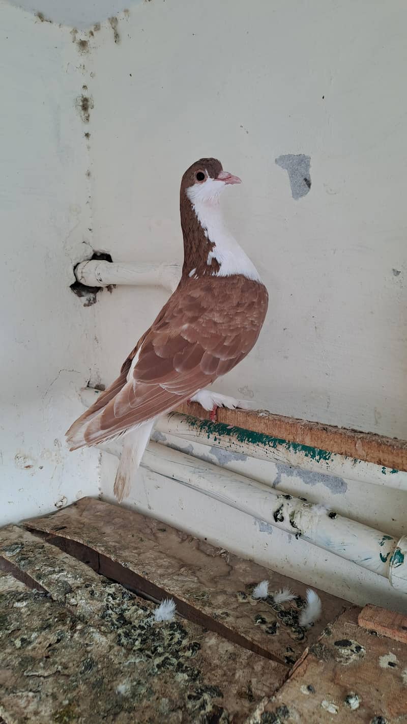 Fancy  pigeons 5