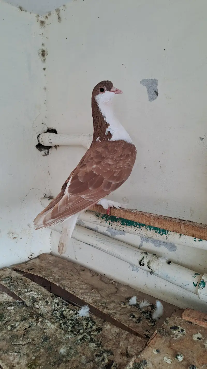 Fancy  pigeons — photo 6
