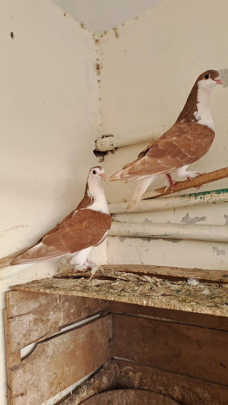 Fancy  pigeons 6