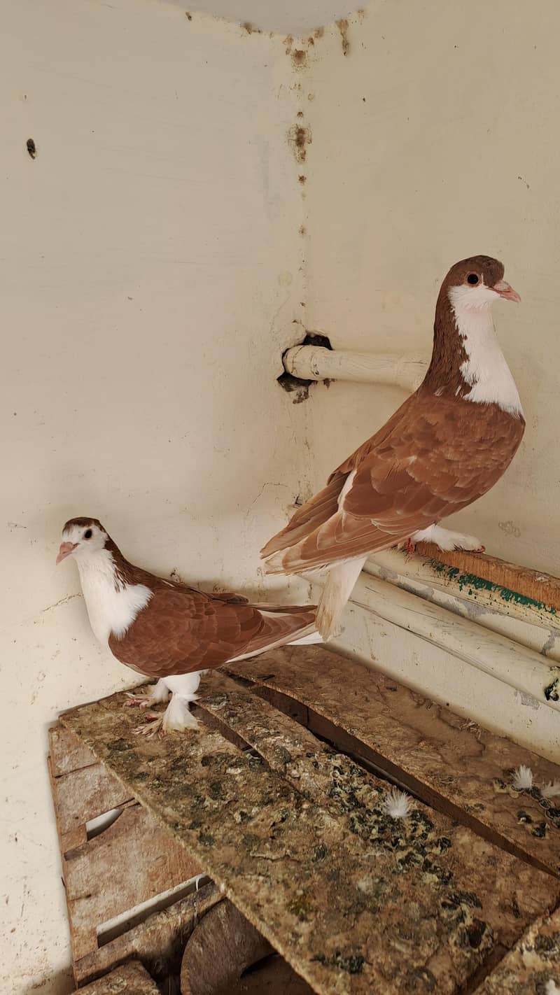 Fancy  pigeons 7