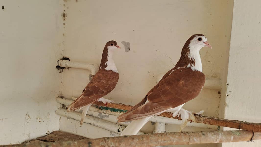 Fancy  pigeons 8
