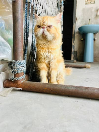 pure persian piki female