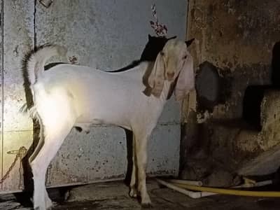 rajanpuri Bakra cross