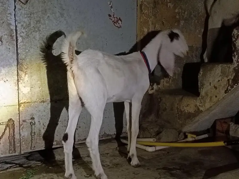 rajanpuri Bakra cross — photo 2